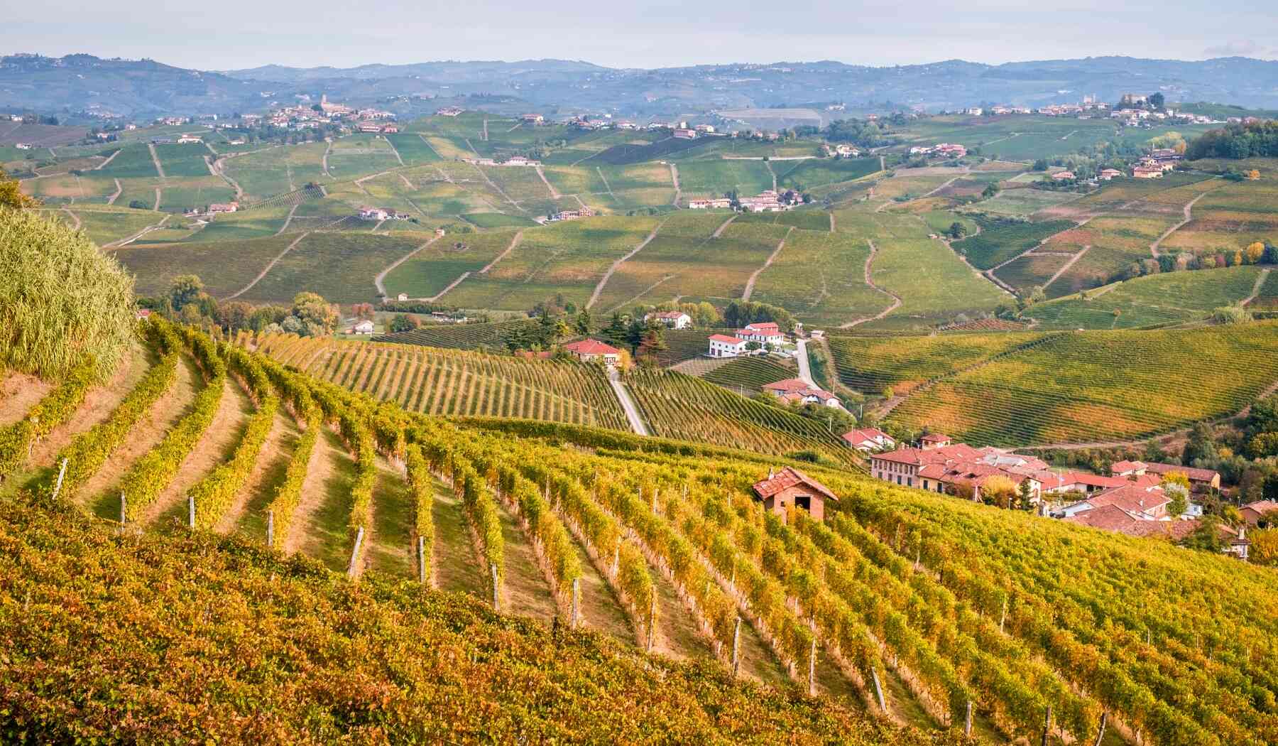 Langhe wineyards