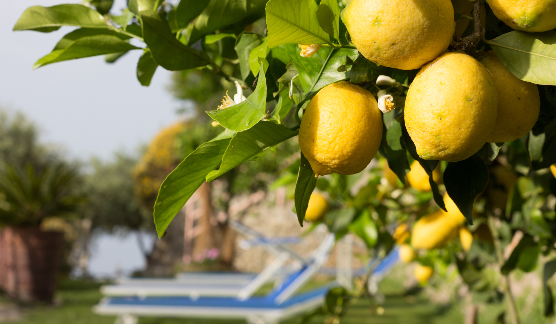 Lemons amalfi